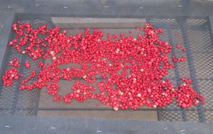 Sun Drying Currants