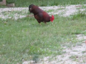 Rhode Island Red Rooster