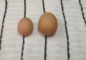 Egg from 5 month old Silver Wyandotte compared to egg from 2 year old Buff Orpington 