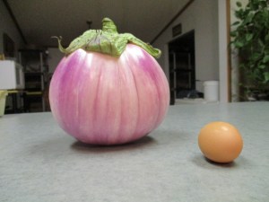Egg Plant and Egg