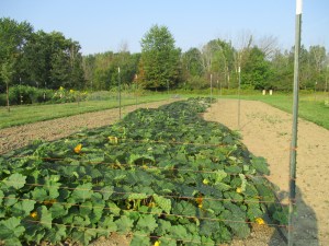 Netting the squash field against deer.