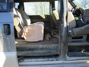 Scout Relaxing In The Van