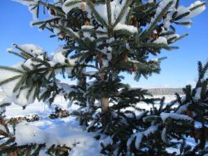 This is how God decorates a Christmas Tree
